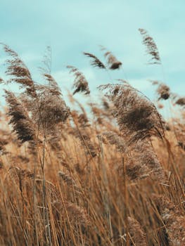 蔚蓝的天空下，金色的芦苇轻轻摇曳，带来宁静的感觉