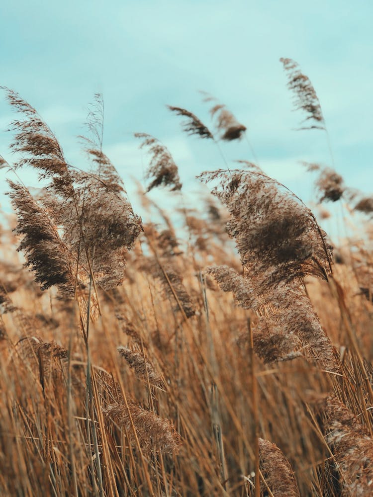 Brown Wheat Field Under Blue Sky