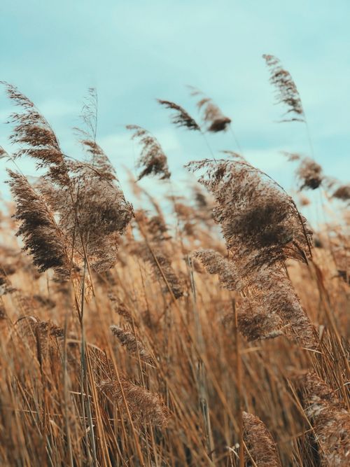 Free A serene capture of golden reed grass swaying gently under a clear blue sky, evoking a sense of tranquility. Stock Photo
