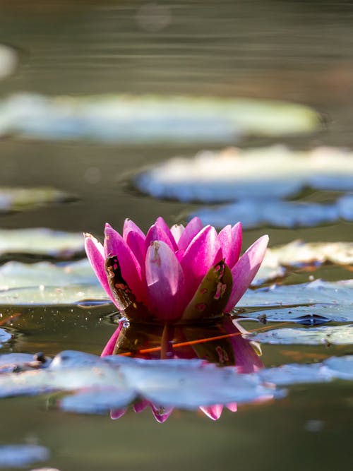 Free Pink Lotus Flower On Water Stock Photo