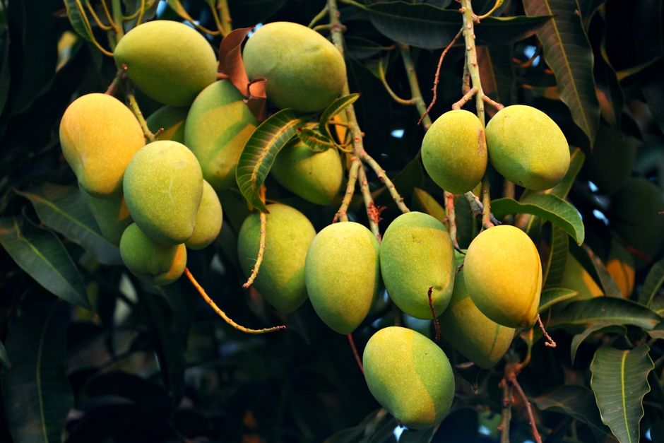 The amazing mango