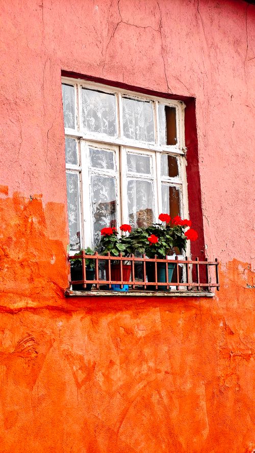 Free Bright red flowers adorn a rustic window ledge against a textured, vibrant orange wall. Stock Photo