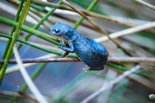 Blue and Black Small Fish on Brown Stick