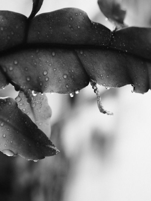 Free Black and white close-up of dew drops on leaf edges, highlighting natural beauty and texture. Stock Photo