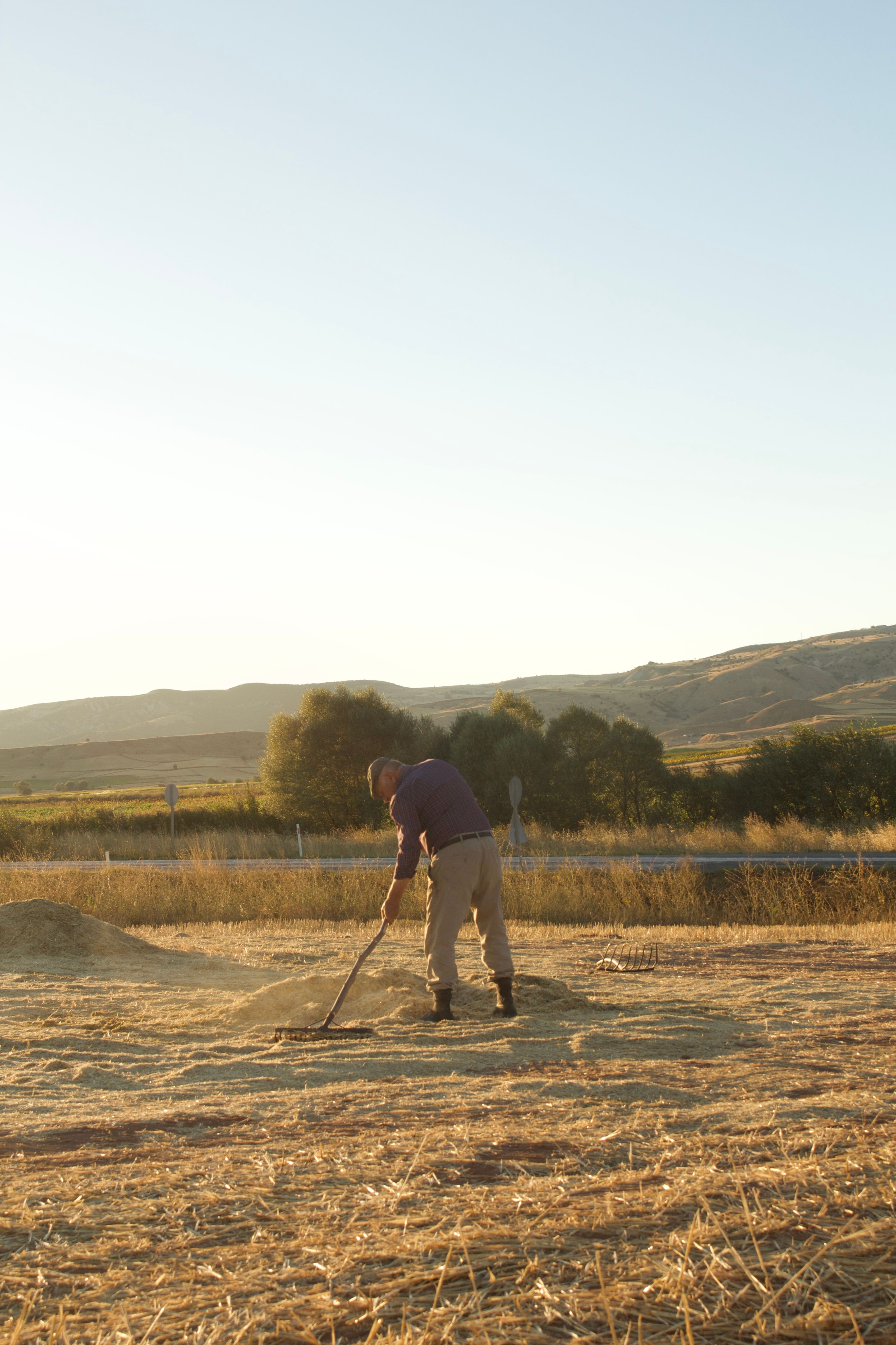 A farmer manually rakes crops in the warm glow of a setting sun, depicting rural farm life.