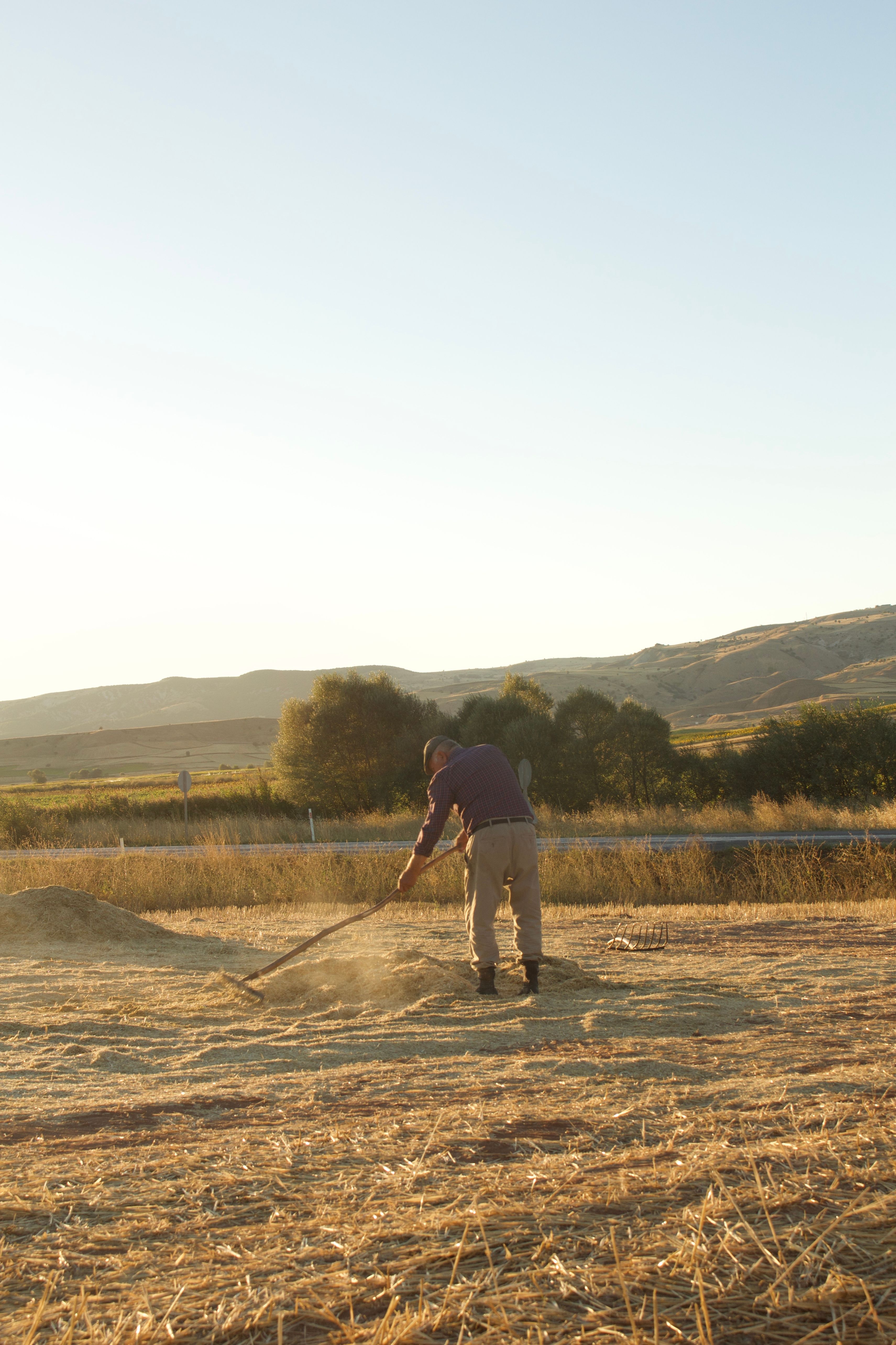 A farmer in a field during sunset carrying out traditional farming tasks.