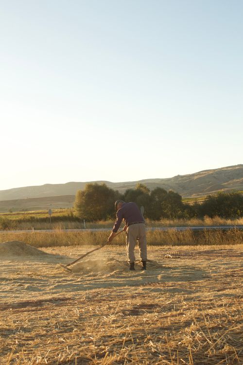 Free A farmer in a field during sunset carrying out traditional farming tasks. Stock Photo