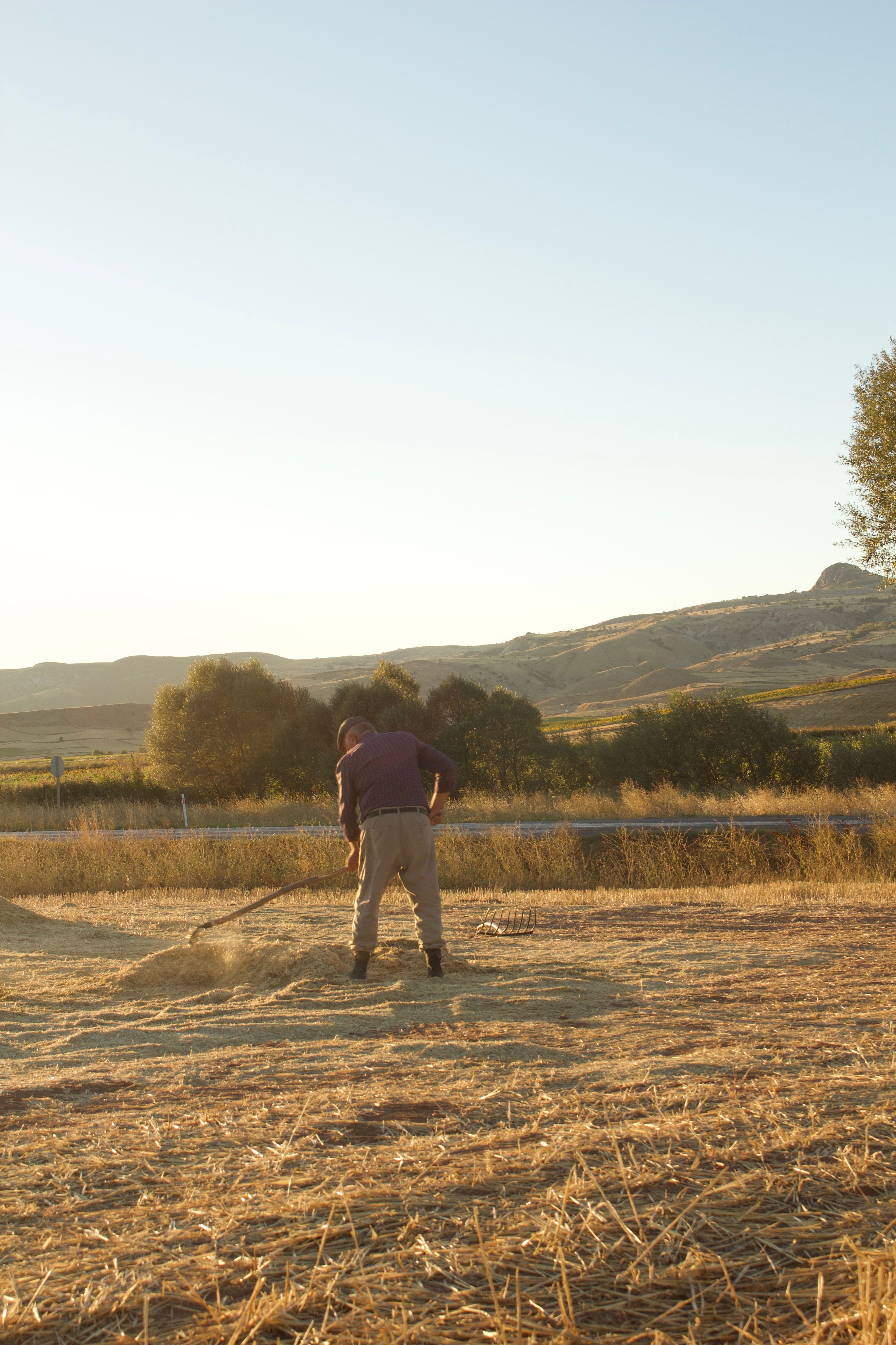 A lone farmer tending to a wheat field under the warm glow of sunset, symbolizing hard work and rural life.