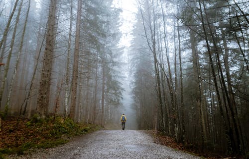 Человек, стоящий между высокими деревьями в окружении тумана