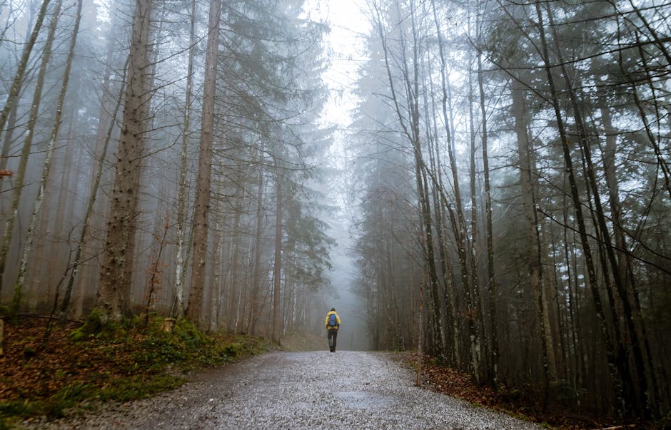 A lone traveler walks through a foggy forest in Grainau, enhancing the serene nature scene.