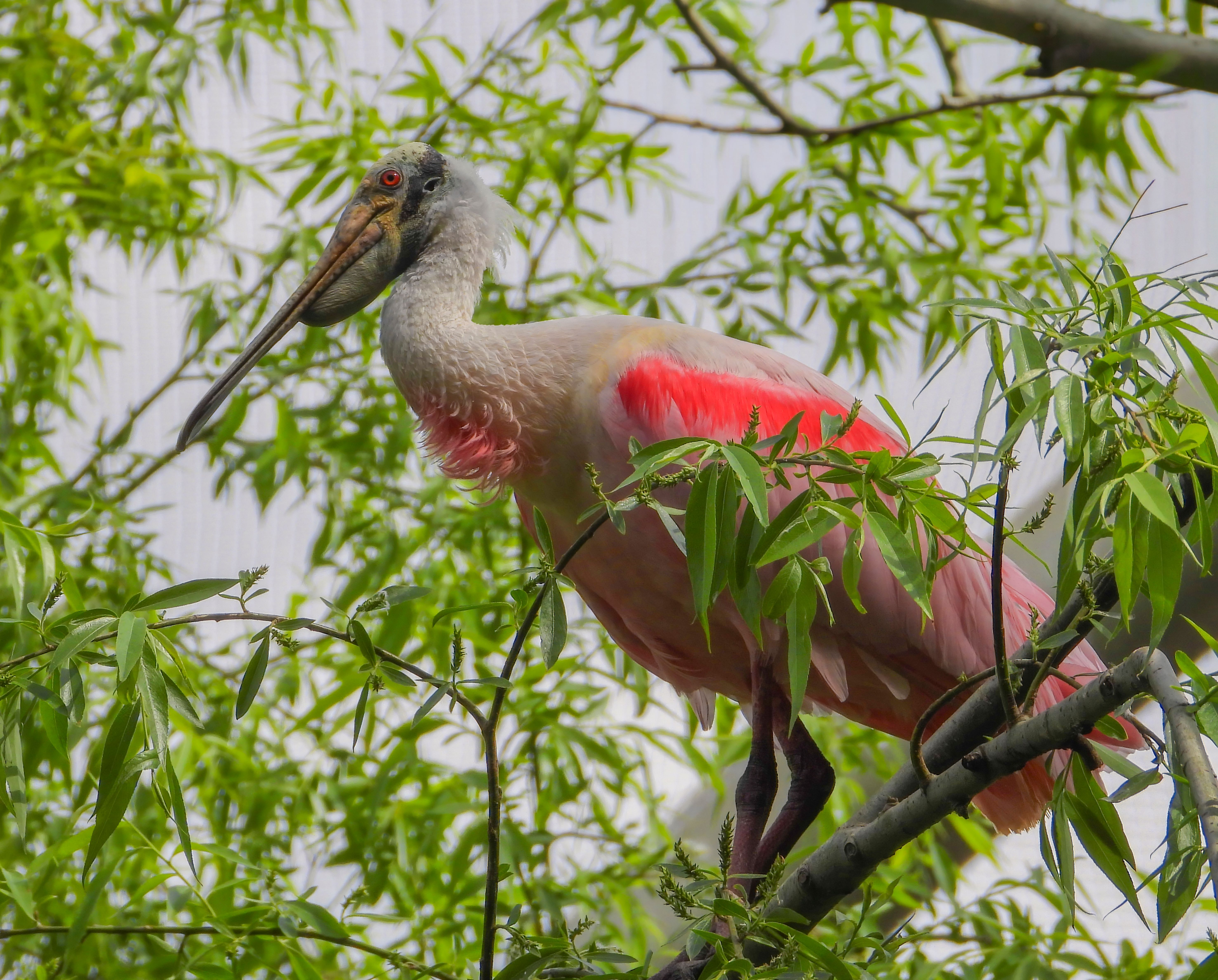 Reserva Ecológica Costanera Sur