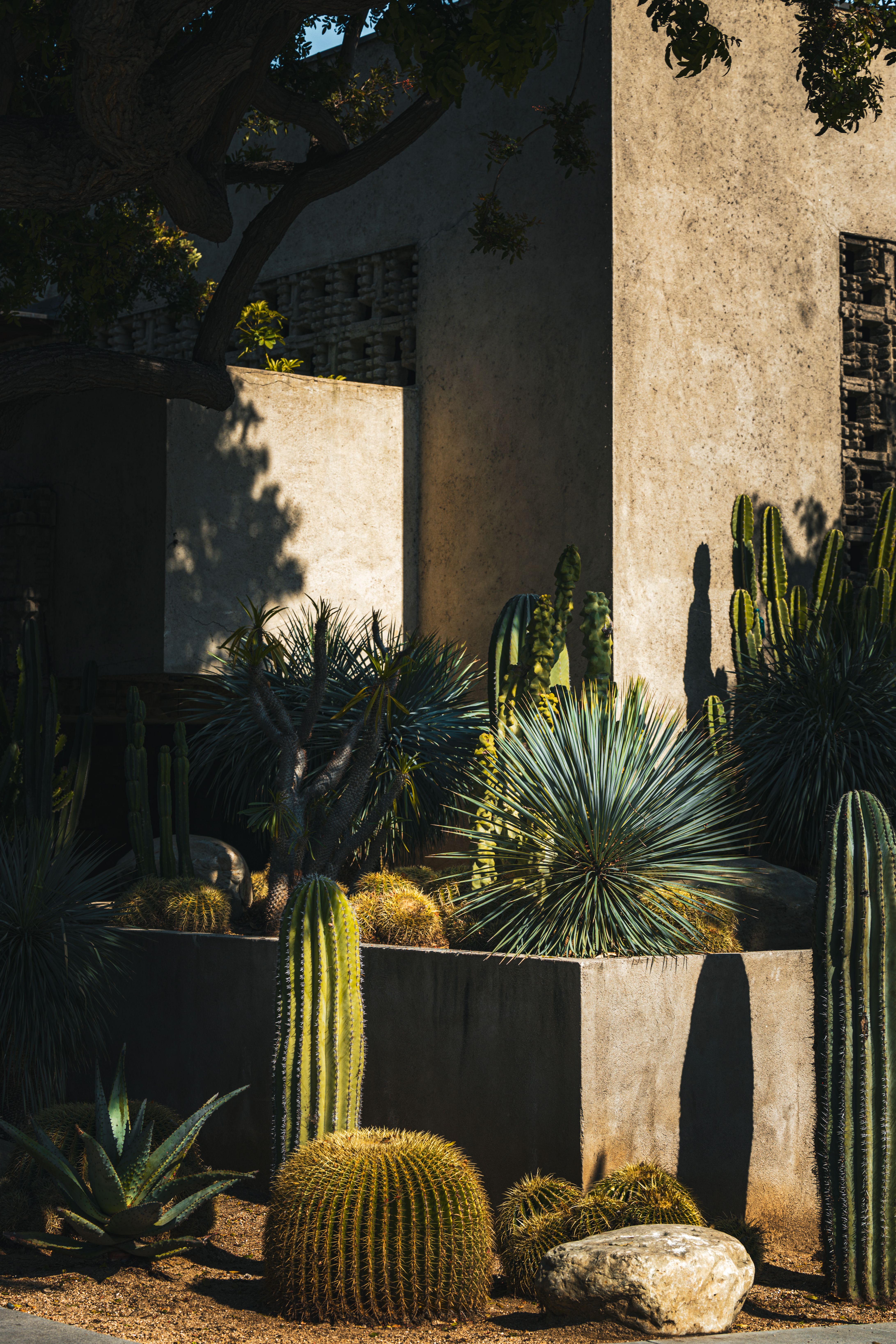 Sunlit cacti and succulents in a Los Angeles outdoor garden, casting shadows on stone walls.