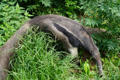 Free A giant anteater exploring its natural habitat, surrounded by lush greenery and vibrant plants. Stock Photo