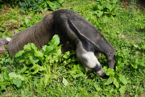 Free A giant anteater explores a vibrant green environment in search of food, showcasing natural behavior. Stock Photo