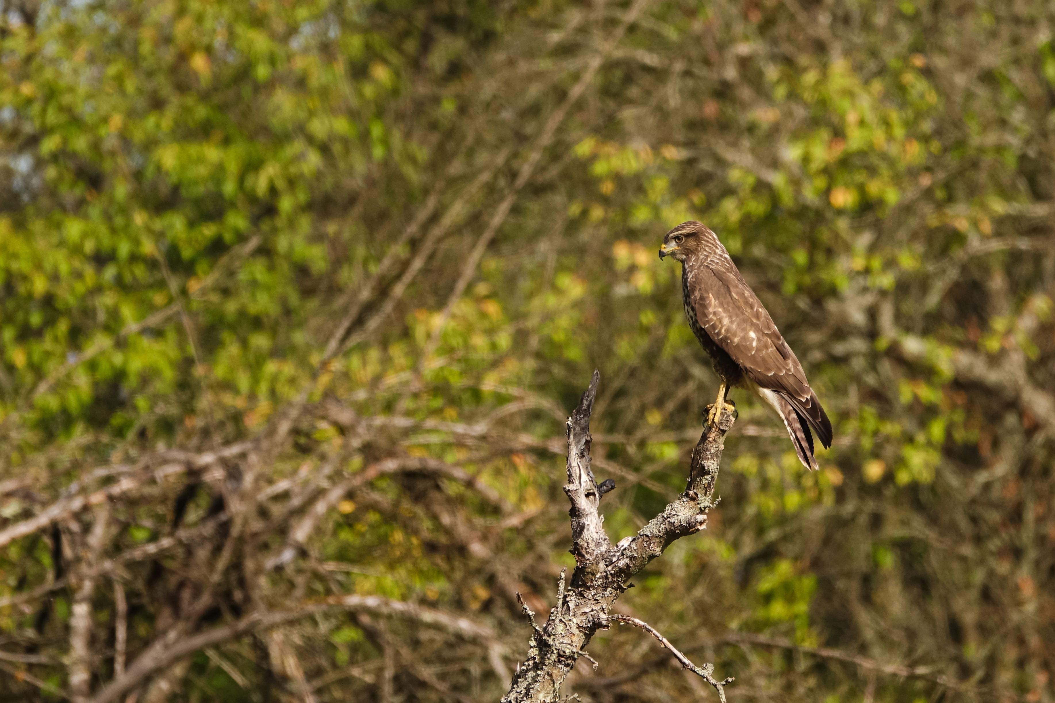 A European buzzard (Buteo buteo) perches on a branch in a lush forest in Grand Est, France.