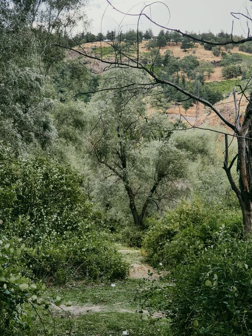 Free Serene view of a lush, green forest pathway surrounded by trees in Isparta, Türkiye. Stock Photo