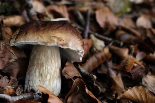 A porcini mushroom among autumn leaves
