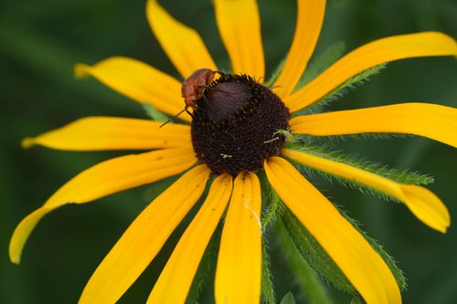 Free Detailed macro shot of a Black-eyed Susan with an insect on its center, vibrant colors. Stock Photo