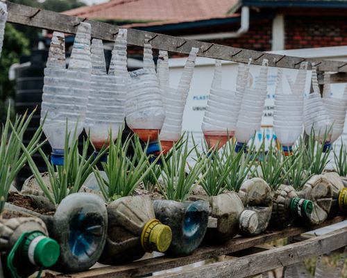 Free Creative vertical garden using upcycled plastic bottles with green plants outdoors. Stock Photo