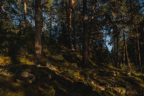 Free Peaceful Norwegian forest scene with sunlight filtering through the trees. Stock Photo