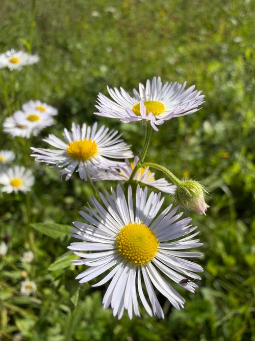 Free Vibrant close-up of daisies in full bloom against a lush green meadow under daylight. Stock Photo