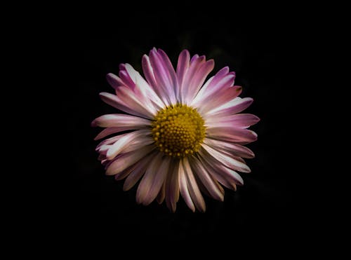 Gratis stockfoto met bloem, kleuren, mooie bloem