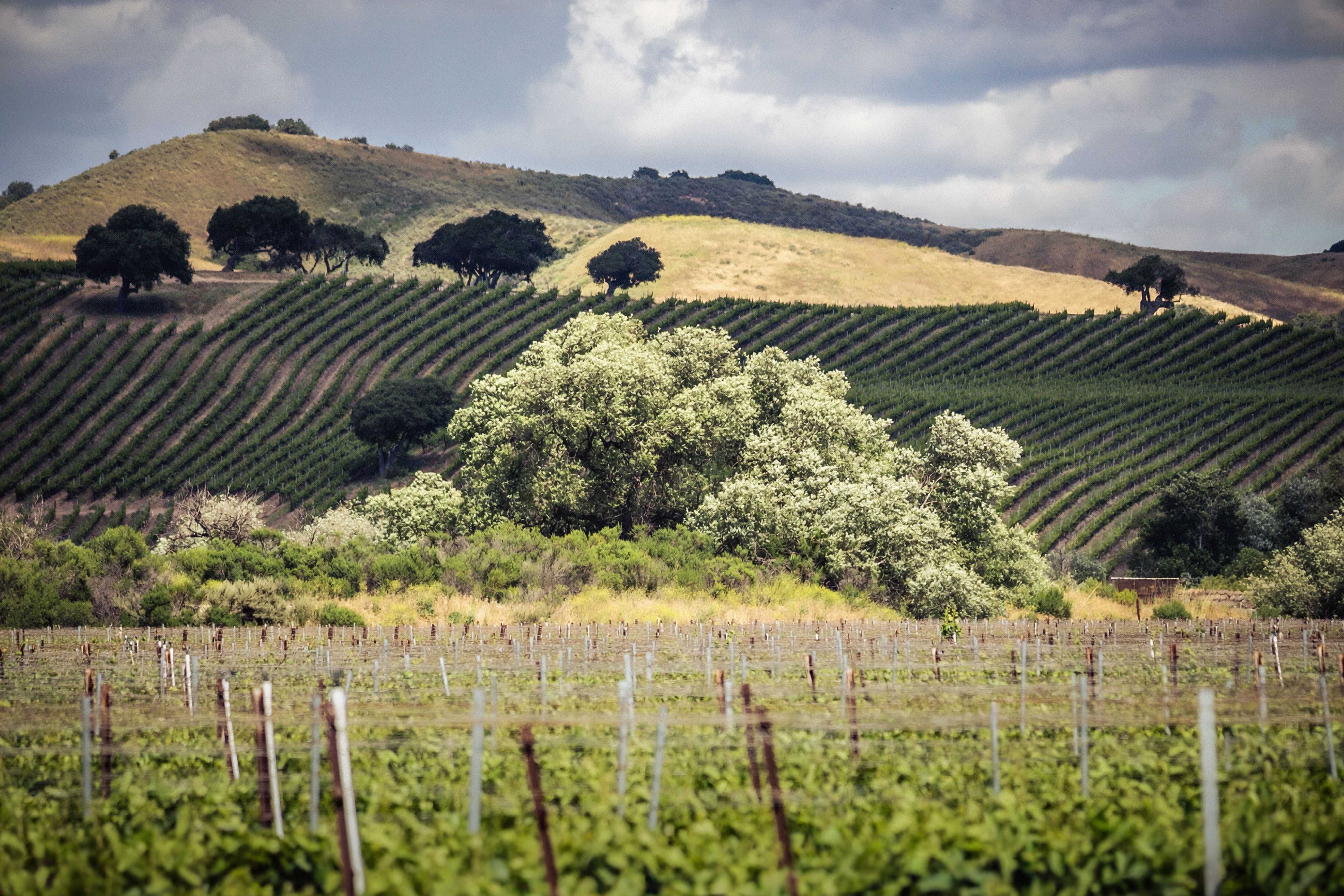 Napa — Street, Napa