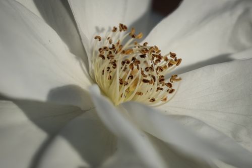 Free Macro shot capturing the intricate details of a white rose flower in full bloom. Stock Photo