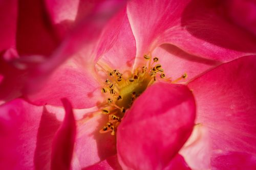 Free Close-up macro of a vibrant pink rose showcasing intricate stamen details in natural light. Stock Photo