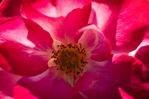 Free A stunning macro shot capturing the vivid pink petals and detailed center of a blooming rose. Stock Photo
