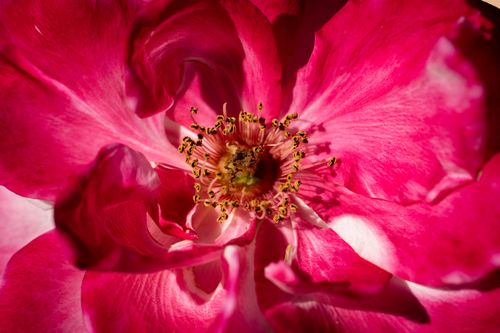 Free Detailed close-up shot of vibrant pink flower petals showcasing its intricate details. Stock Photo