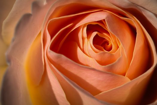Detailed macro shot of peach rose petals showcasing the delicate textures and warm colors.
