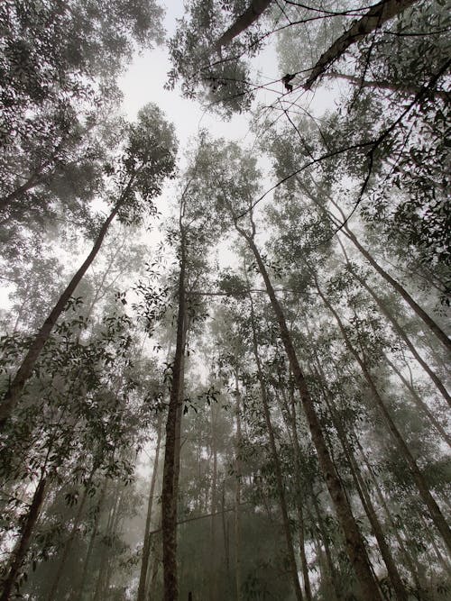 Kostnadsfri bild av dimmig, eukalyptus, grenar