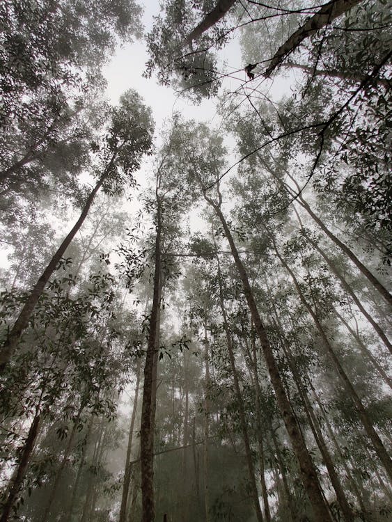 arboles, bosque, con niebla