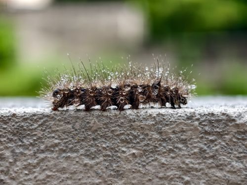 Free Close-up of a hairy caterpillar with water droplets outdoors on a leaf. Stock Photo