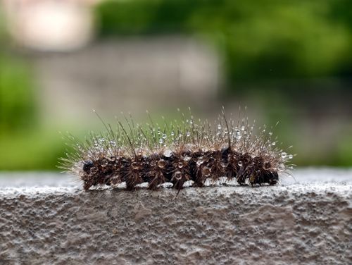 Free Macro shot of a spiky caterpillar covered in dewdrops on a stone surface. Stock Photo