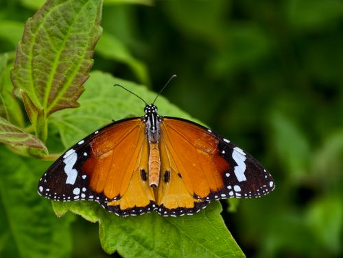 Free Vibrant orange butterfly resting on lush green leaves, showcasing detailed wing patterns. Stock Photo