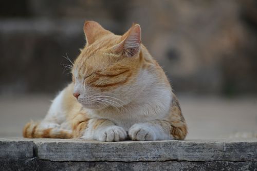 Free A serene ginger cat with closed eyes rests peacefully outdoors on a stone surface. Stock Photo