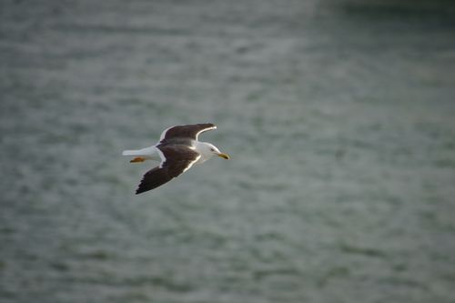 Free A seagull gracefully flying over the serene waters of Riga, showcasing nature's beauty. Stock Photo