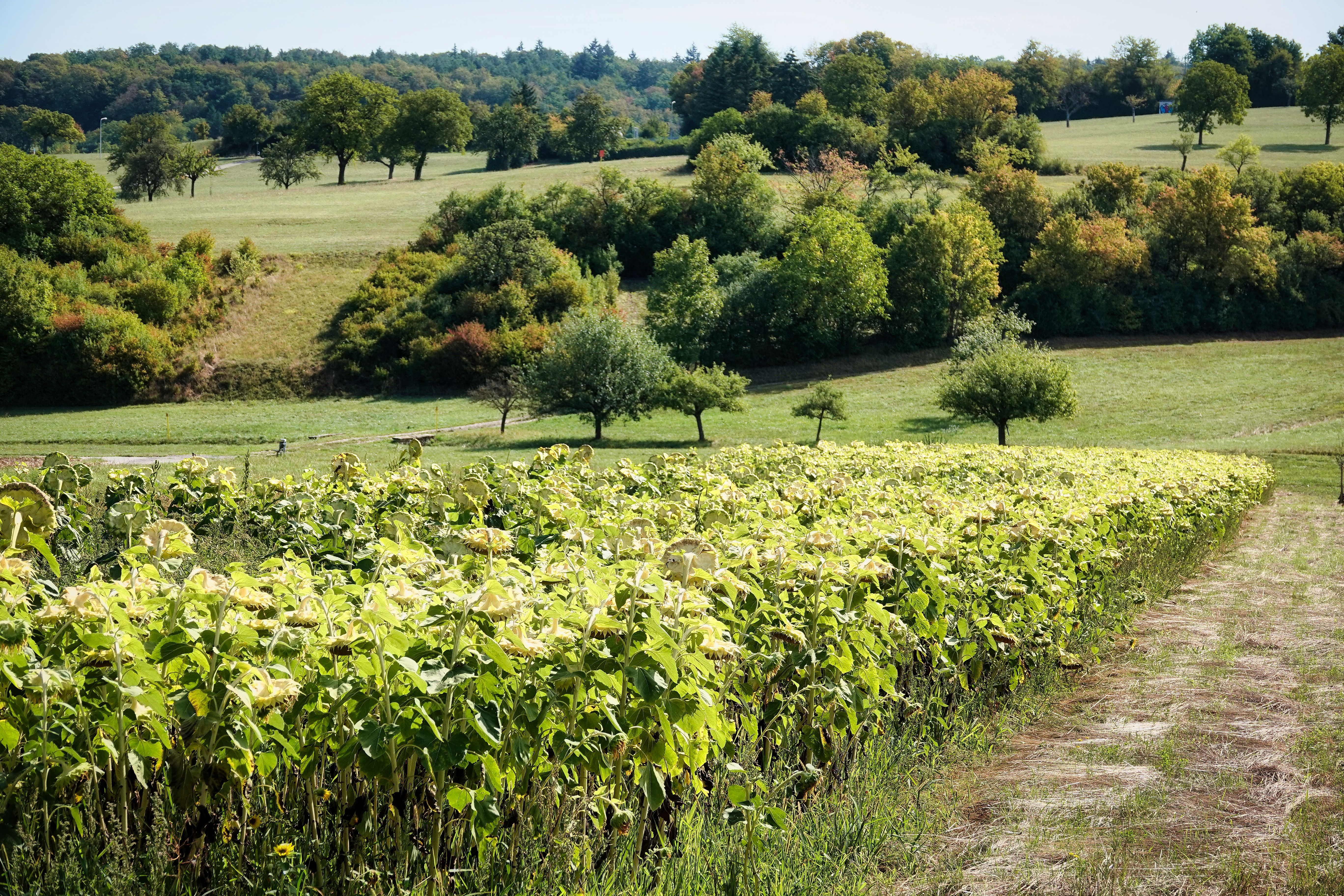 Expansive view of a lush rural field in Niefern-Öschelbronn, Baden-Württemberg, Germany.