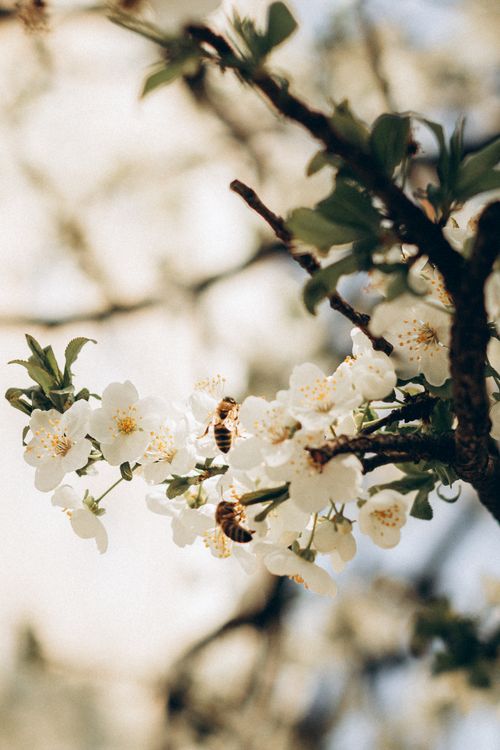 Free Close-up of white blossoms with bees, capturing nature's springtime pollination process. Stock Photo