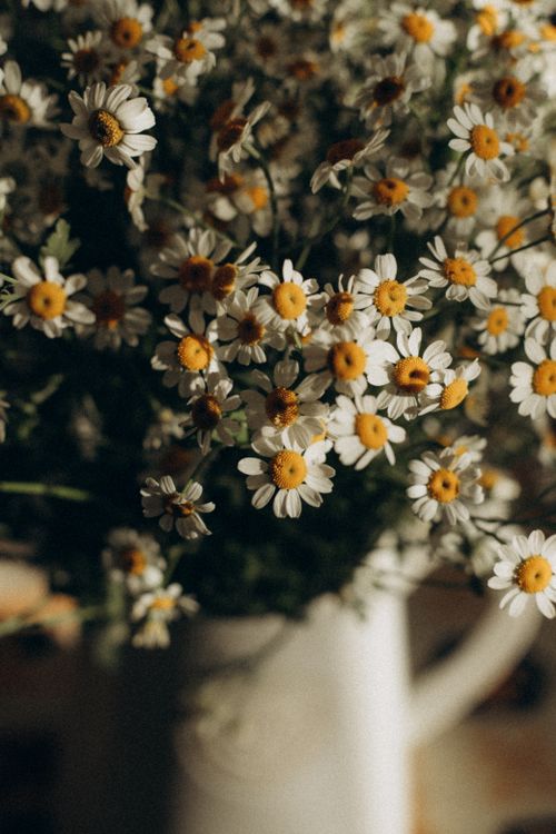 Free A cozy arrangement of chamomile flowers in a vase, captured in warm, soft lighting. Stock Photo