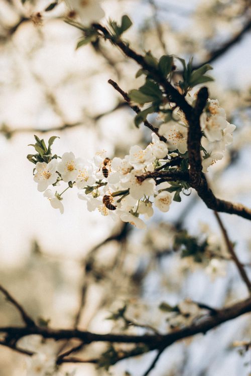 Free Close-up of a bee pollinating white blossoms on a sunny spring day. Stock Photo