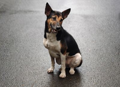 My Six-Month Doberman's Barking Had My Mom Ready to Rehome Him. Here's What Actually Saved Us