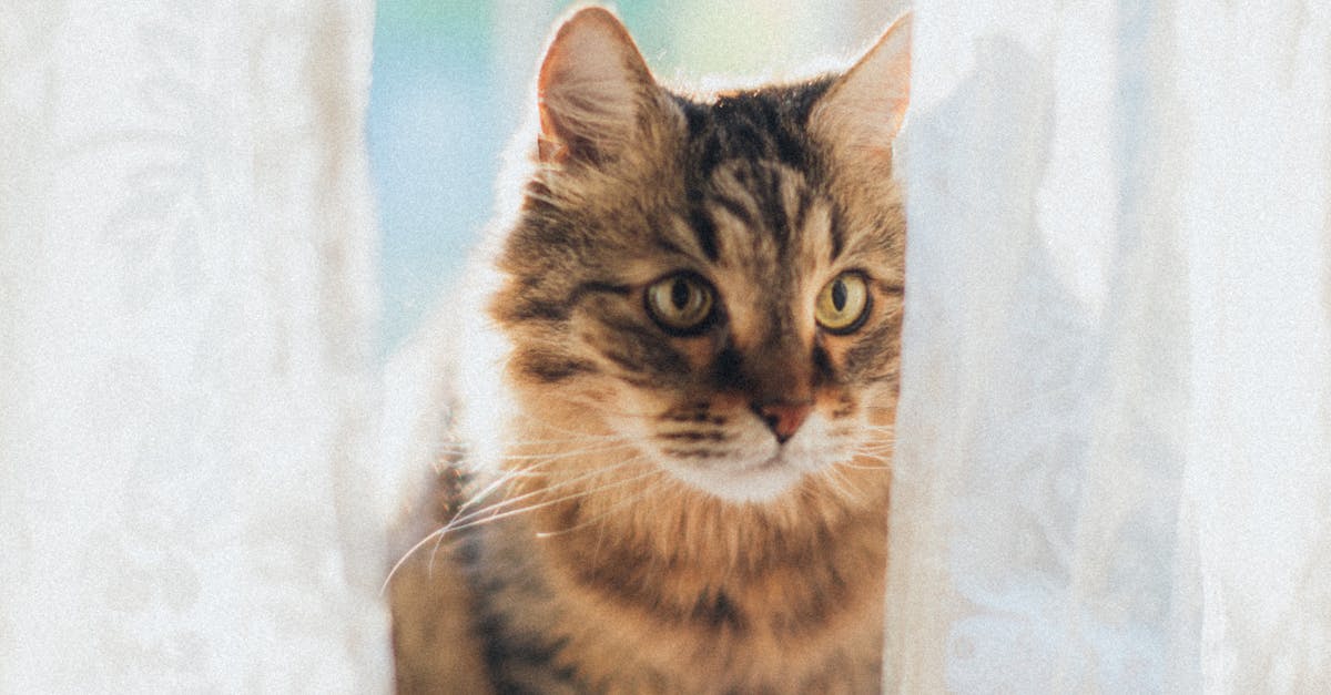 Kucing Kucing Coklat Di Tekstil Merah Muda · Foto Stok Gratis