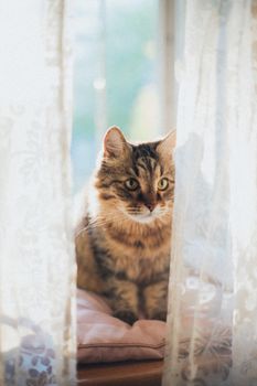 一只毛茸茸的虎斑猫优雅地坐在舒适的室内，透过蕾丝窗帘偷看