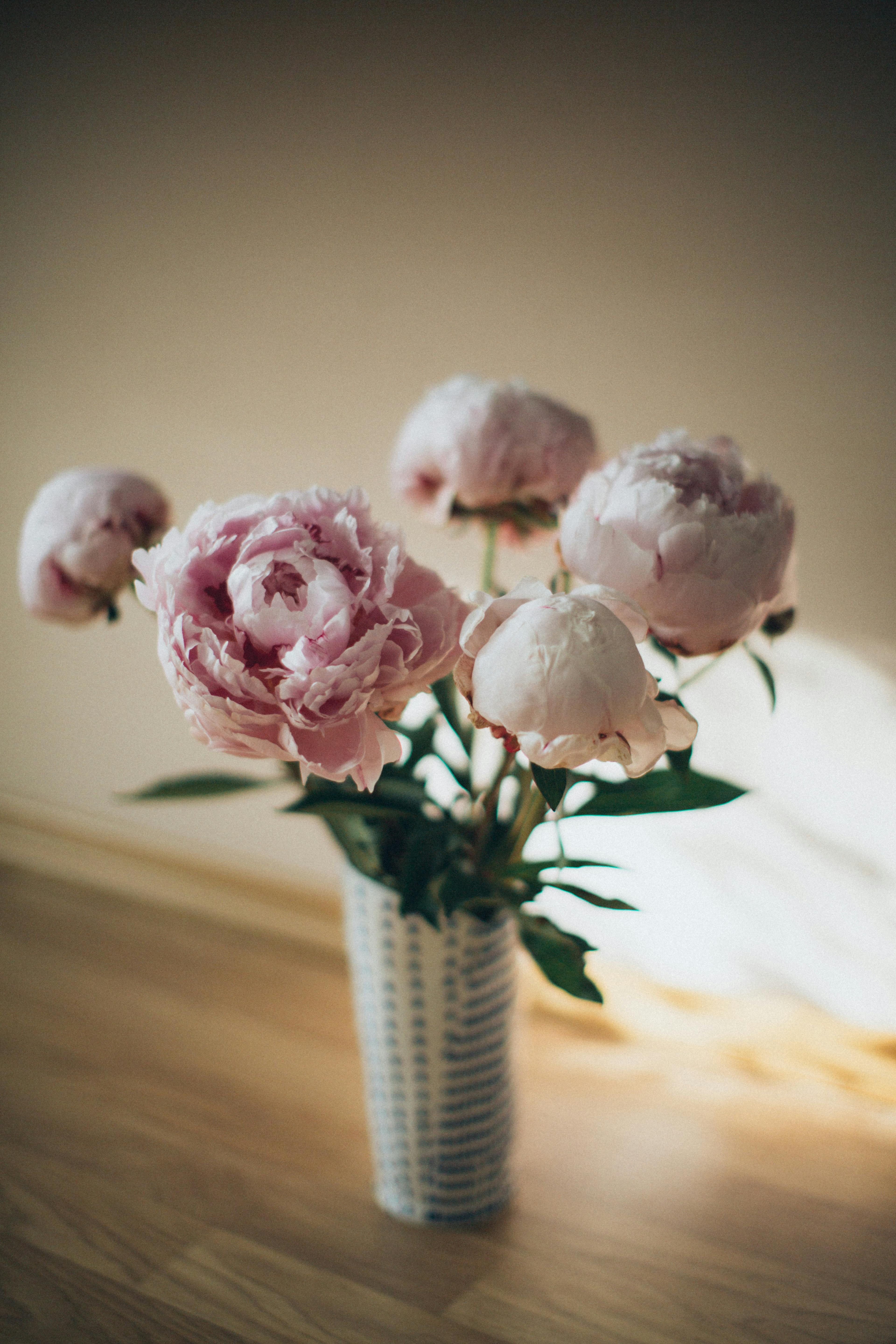 Elegant peony bouquet in a vase with soft lighting, creating a delicate still life.
