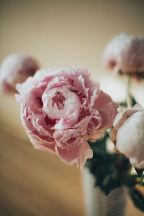 Pink Roses in Tilt Shift Lens