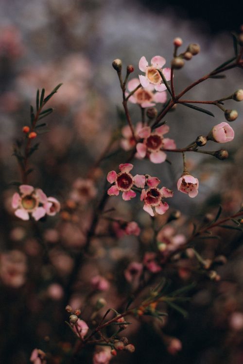 Free Beautiful close-up image of pink Waxflower blossoms in natural setting, showcasing their intricate details and delicate petals. Stock Photo