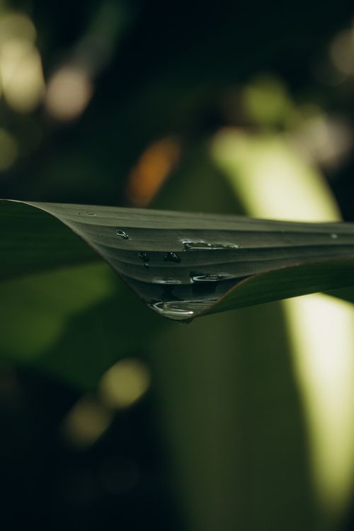 Free Macro shot showing dew drops on a green leaf with blurred background, creating a serene natural feel. Stock Photo